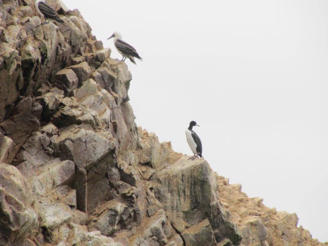 pinguino ballestas island