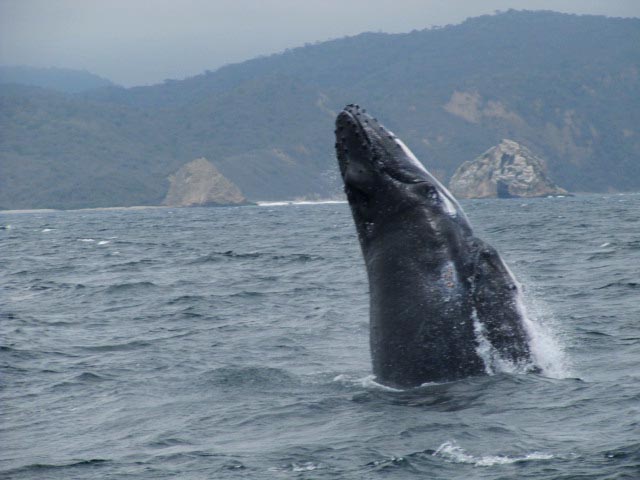 balena ecuador