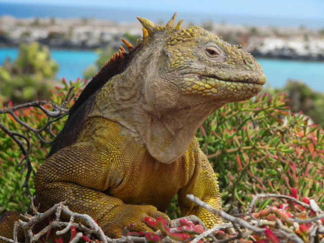 Iguana isole Galapagos