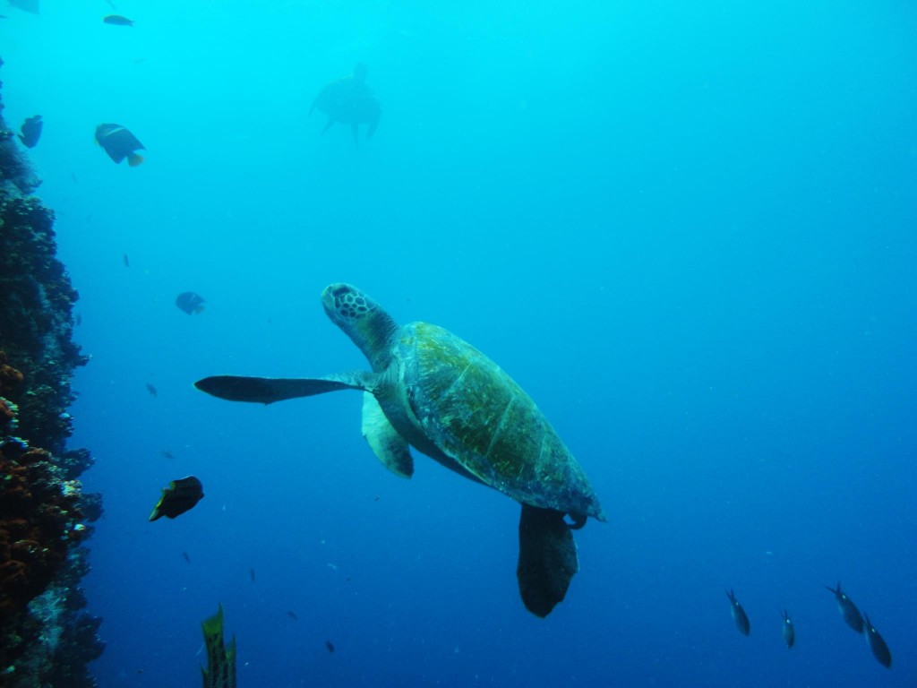 galapagos sea turtle