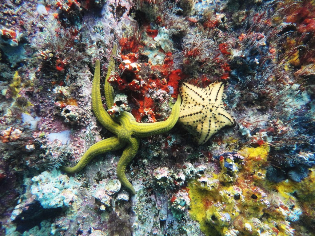 stelle marine Galapagos