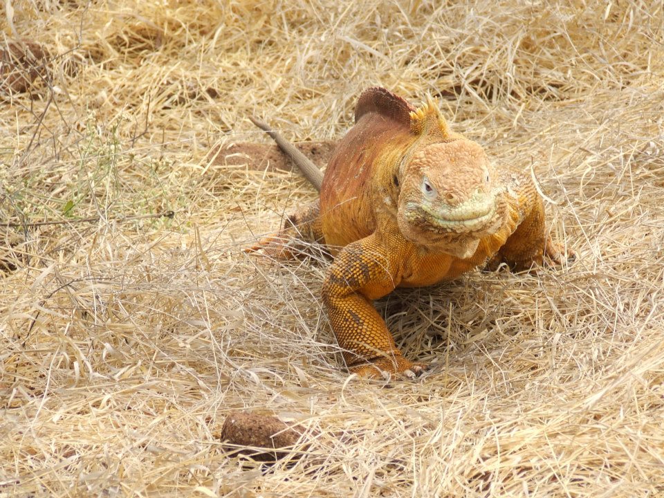 iguana Galapagos