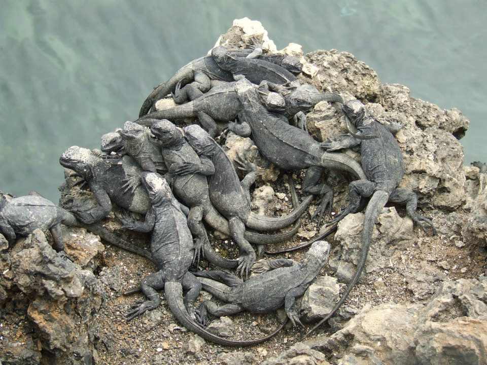 iguane marine Galapagos