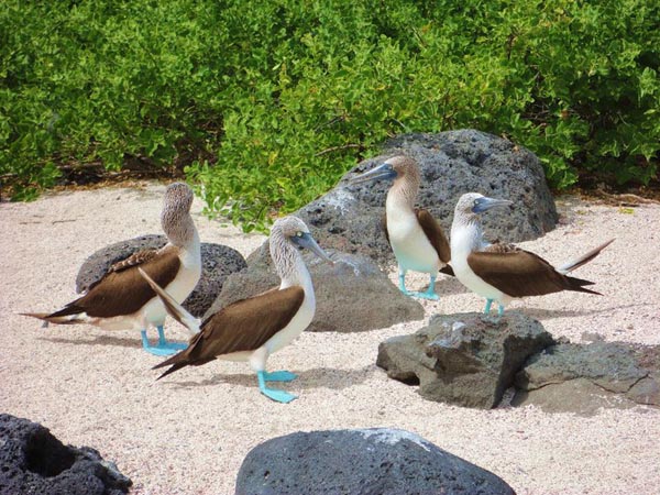 blue feet booby