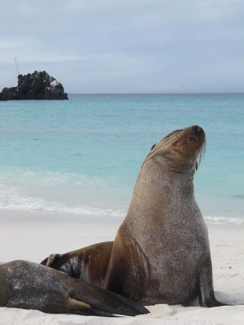 sea lion galapagos