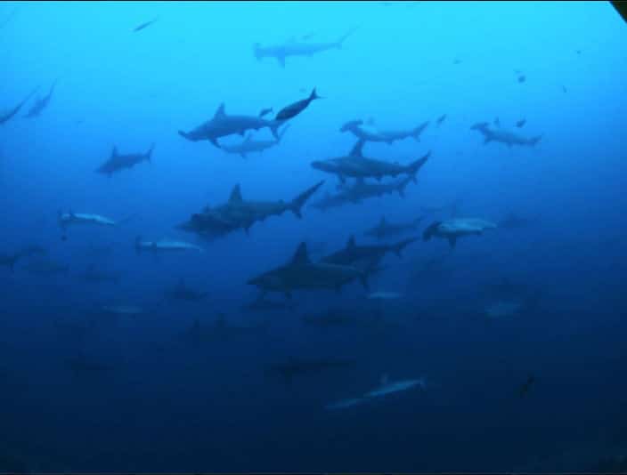 squali galapagos