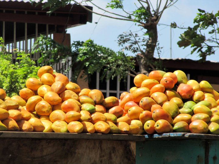 mango Nicaragua