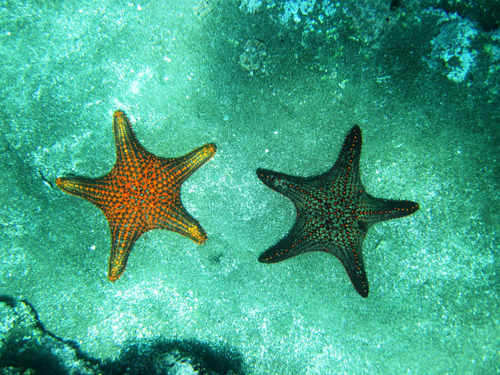 stelle marine galapagos