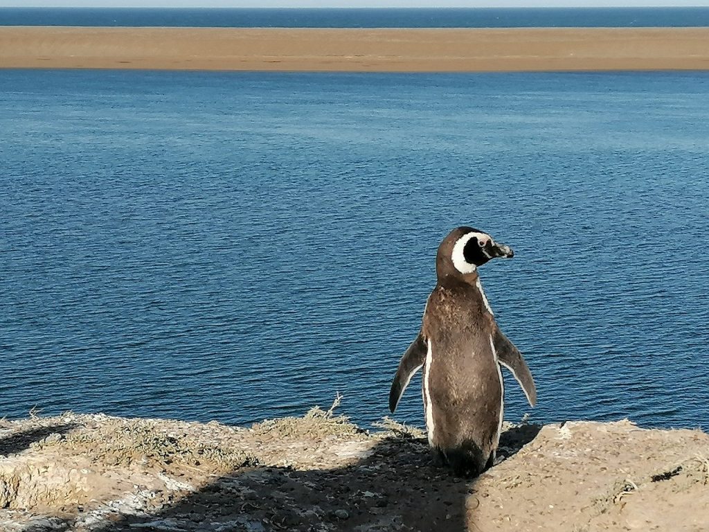 Pinguino penisola de Valdes Patagonia