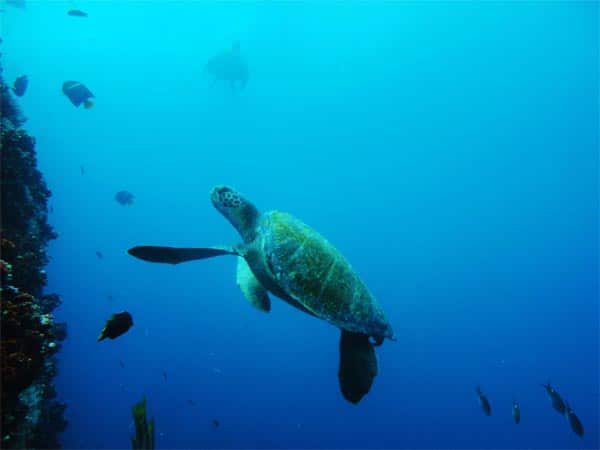 tartaruga marina galapagos