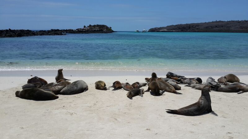 Isola Santa Fe - Galapagos