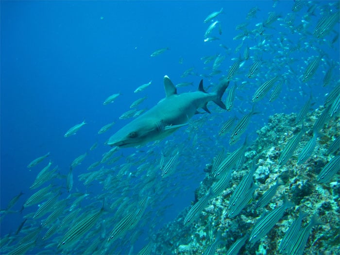 squalo Galapagos