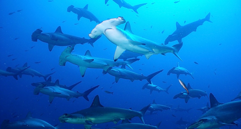 squali martello galapagos