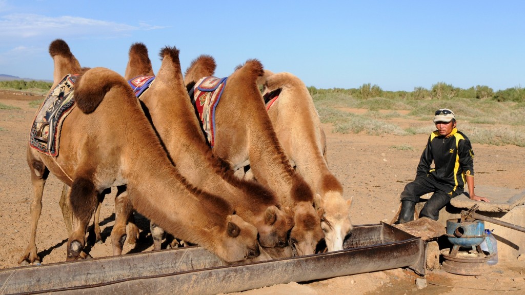 cammelli mongolia