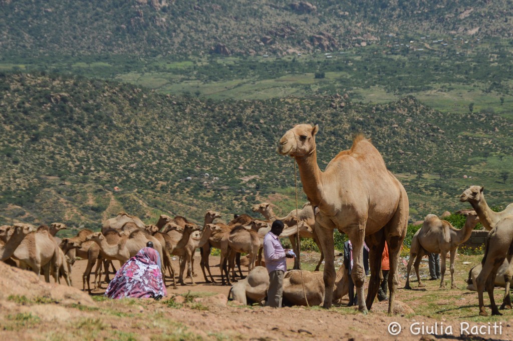 babile camel market