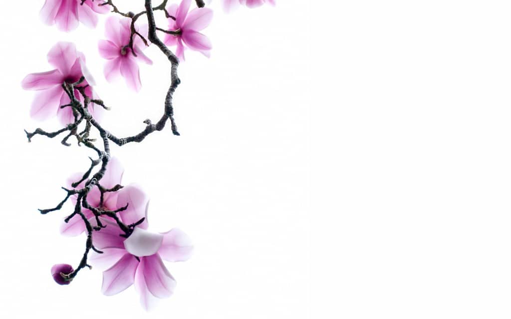 branch-of-pink-magnolia-flowers-on-white-background-1920x1200-wide-wallpapers.net