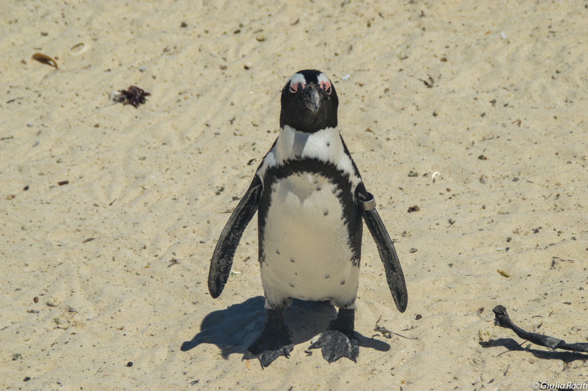 pinguino a cape town