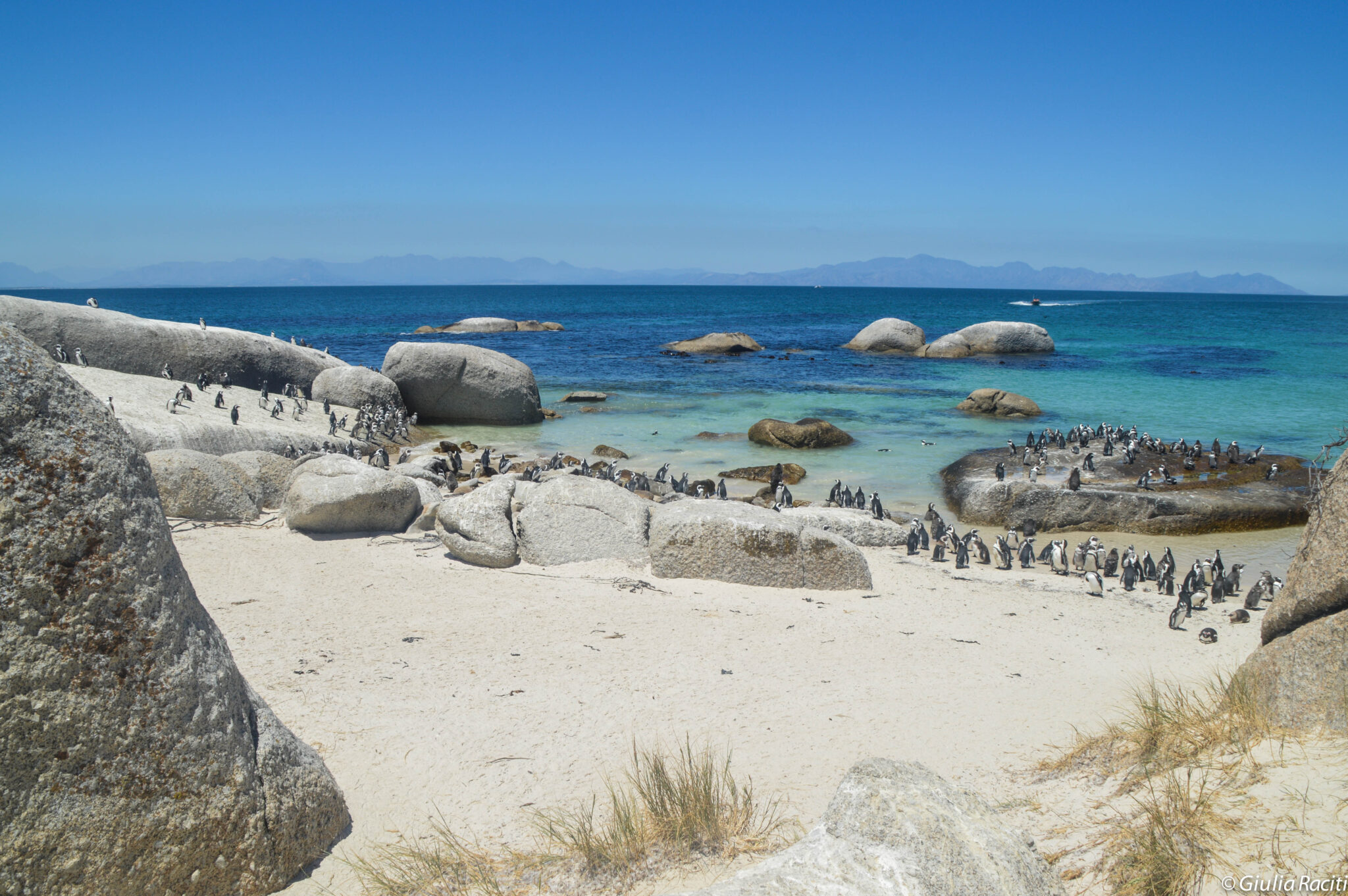 Pinguini sudafrica