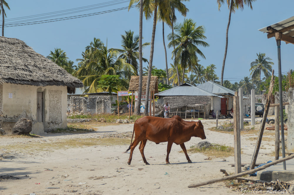 mucca per le strade di Jambiani a Zanzibar