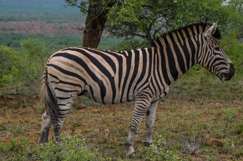 zebra South Africa