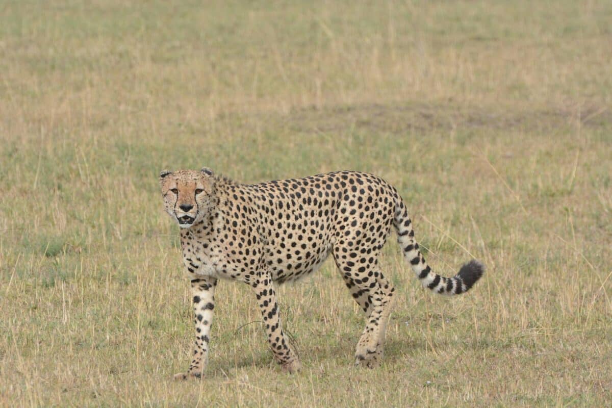 ghepardo Maasai Mara