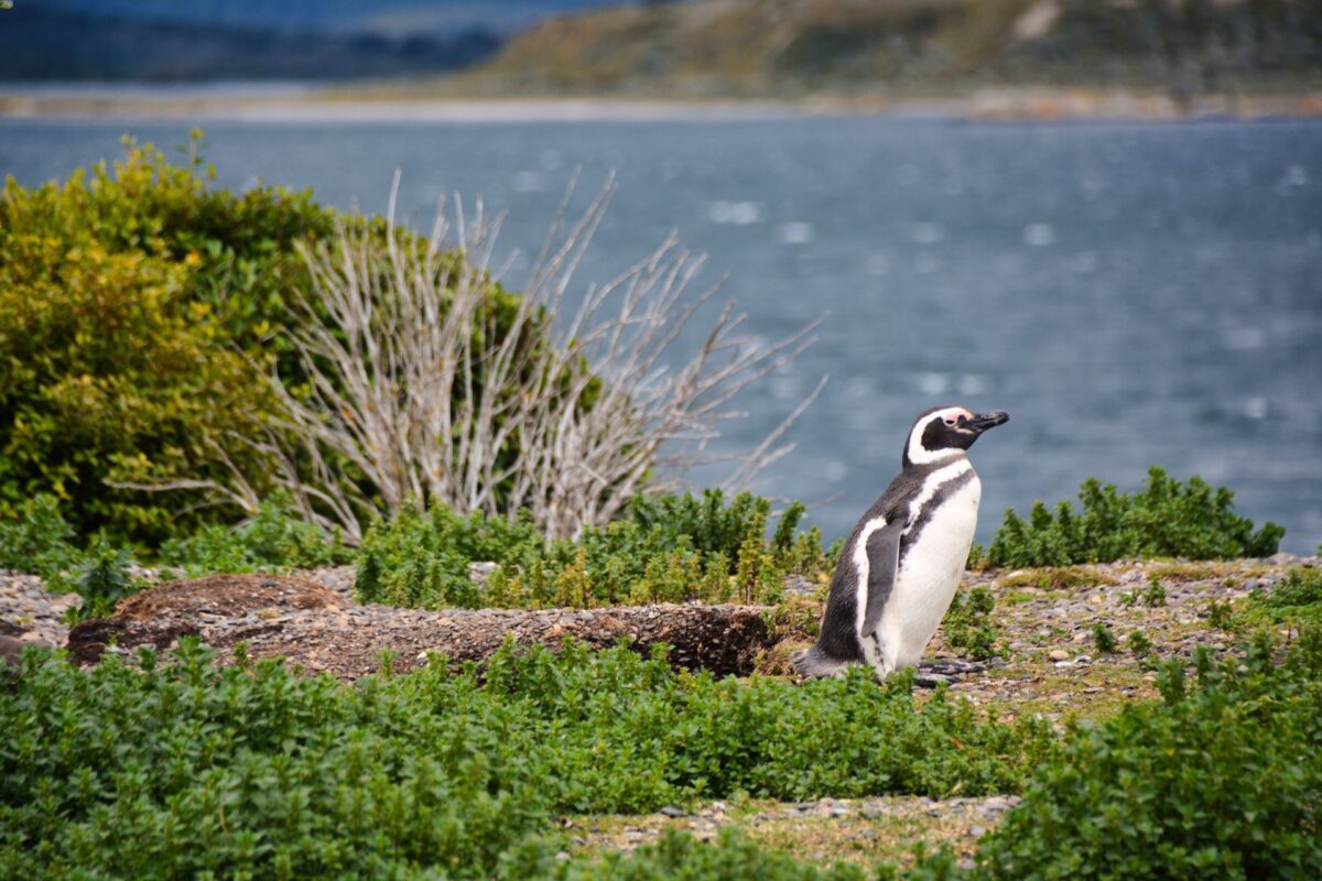Pinguino Ushuaia
