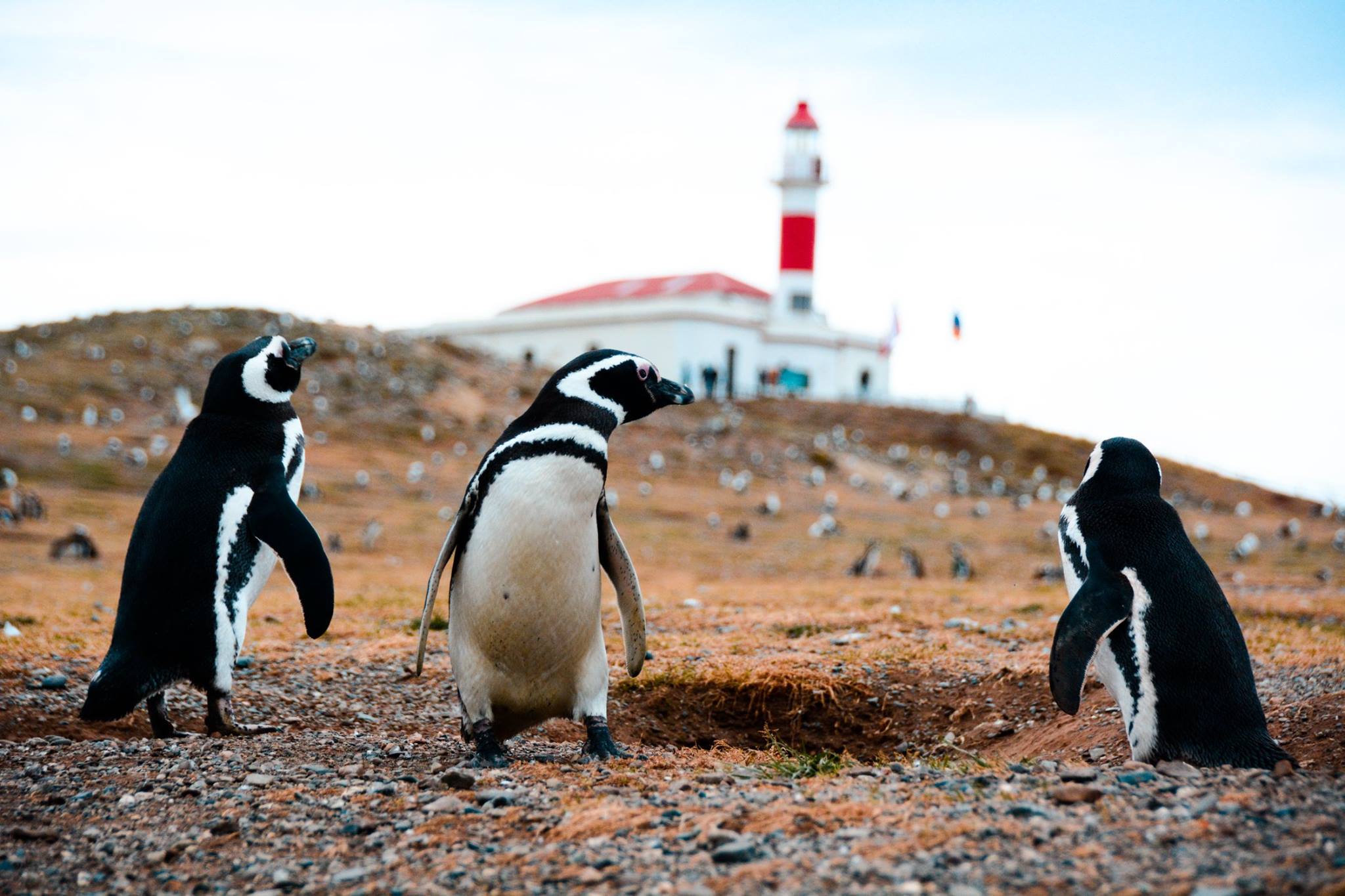 pinguini patagonia cile