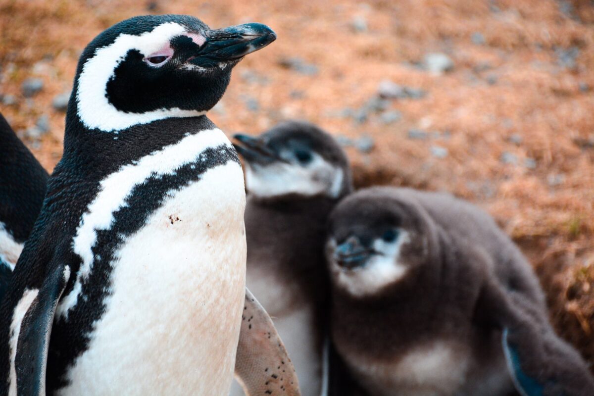 pinguini patagonia
