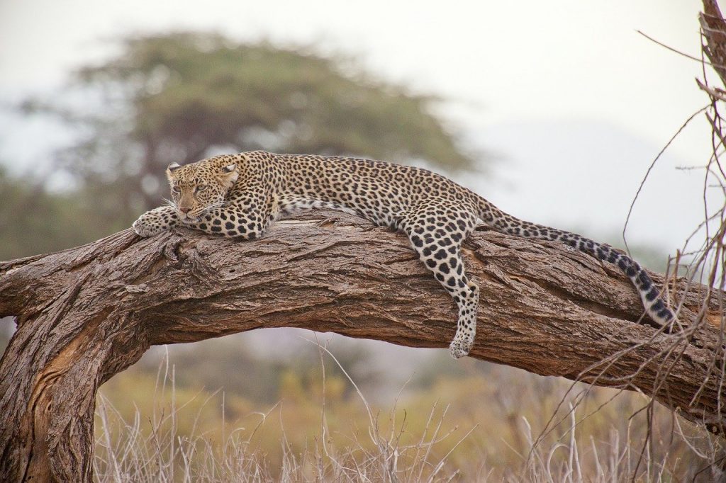 Leopardo africa