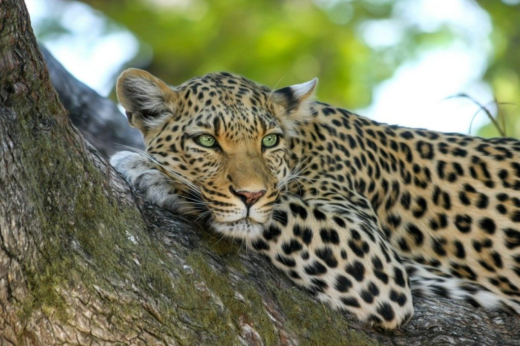 leopardo avvistato durante safari in tanzania
