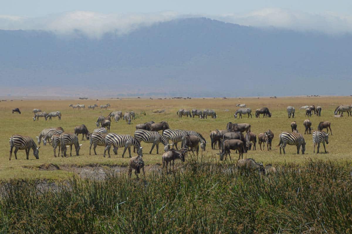 Animali nel cratere Ngorongoro