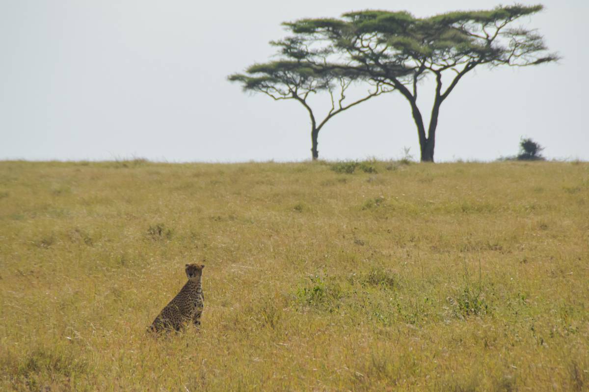 Ghepardo nella savana del Serengeti
