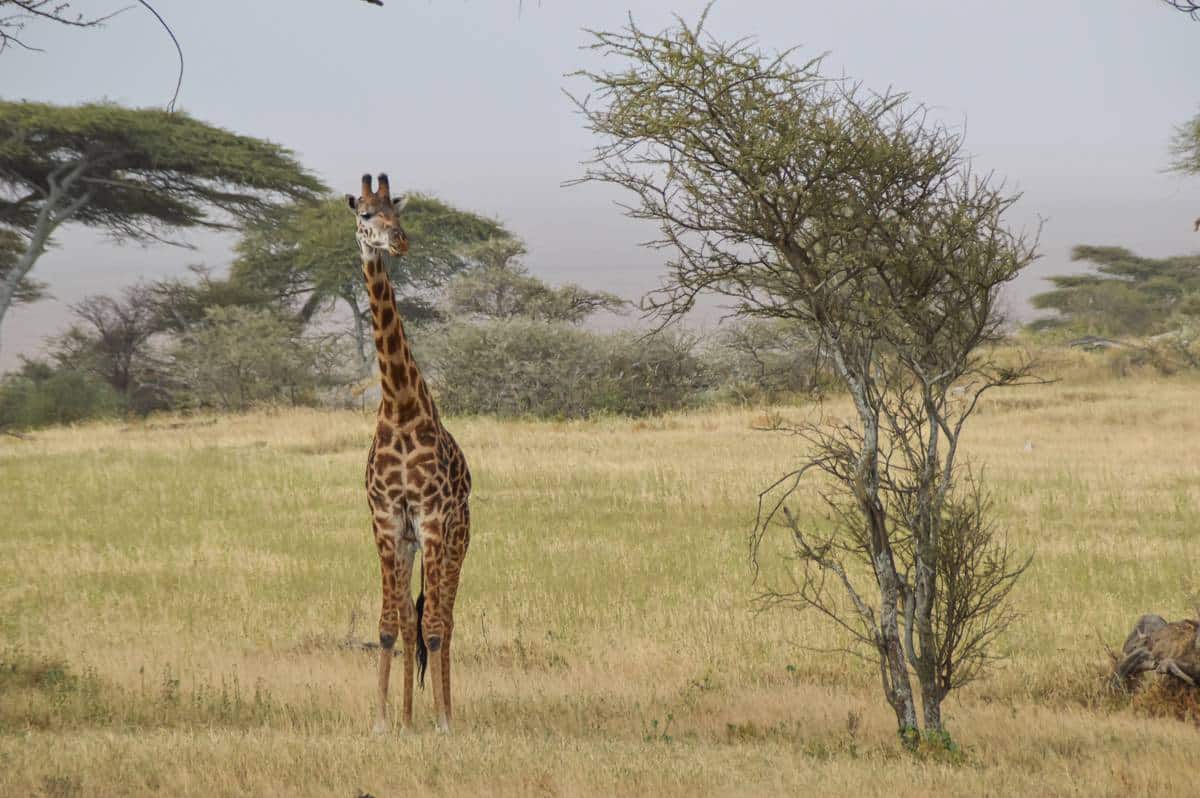 giraffa avvistata nel Parco del Serengeti