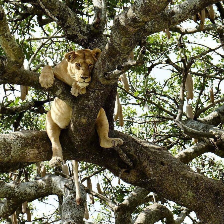 Leone su un albero nel Parco Manyara