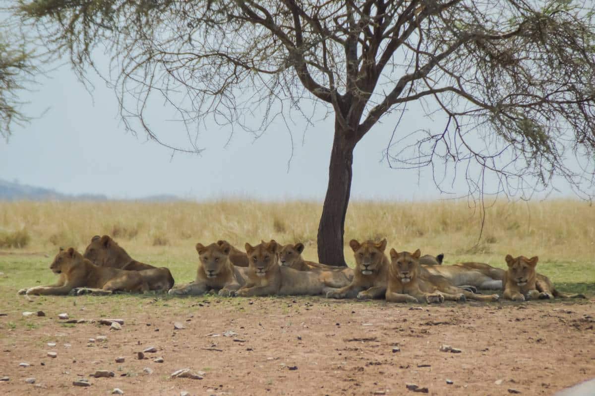 gruppo di leoni nel Serengeti