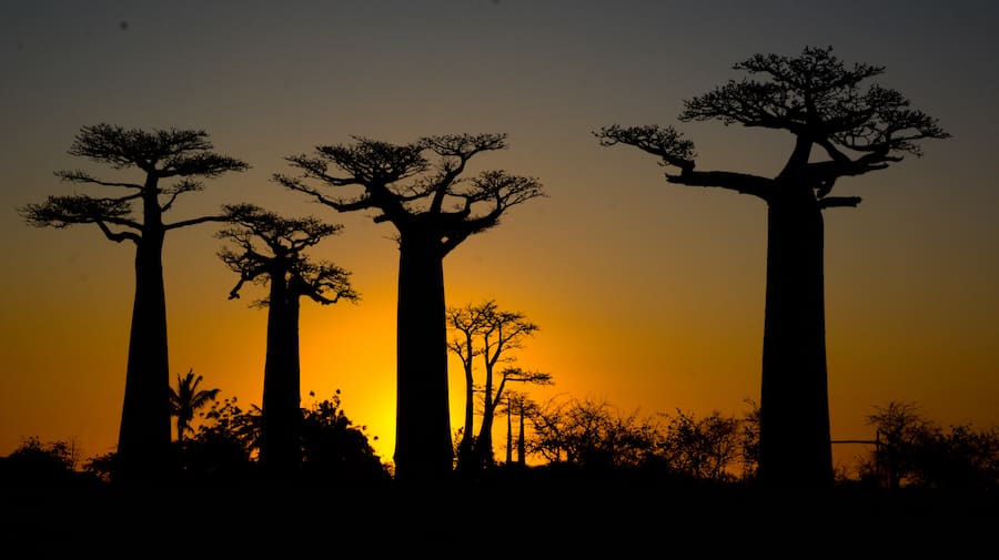 alle des Baobab