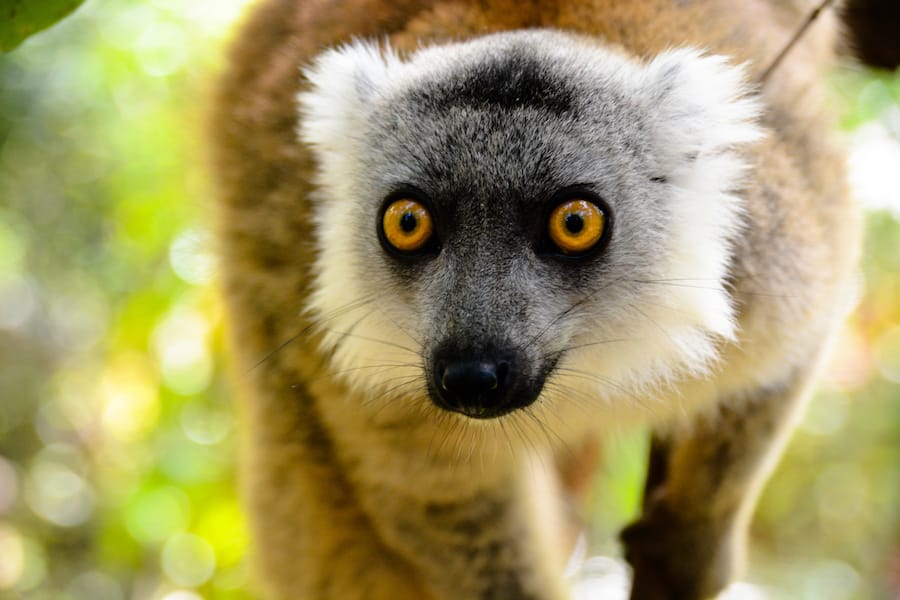 Lemuro madagascar