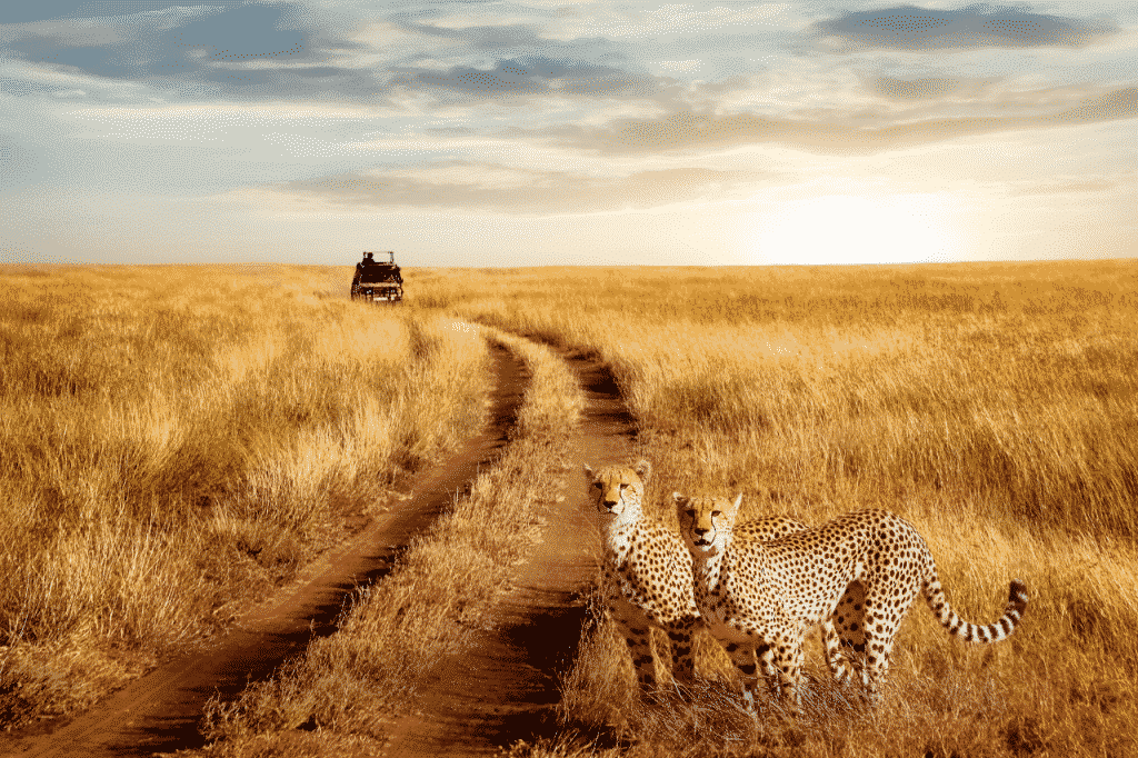 Leopardi nel Parco nazionale Serengeti
