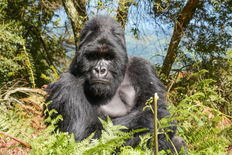gorilla Uganda