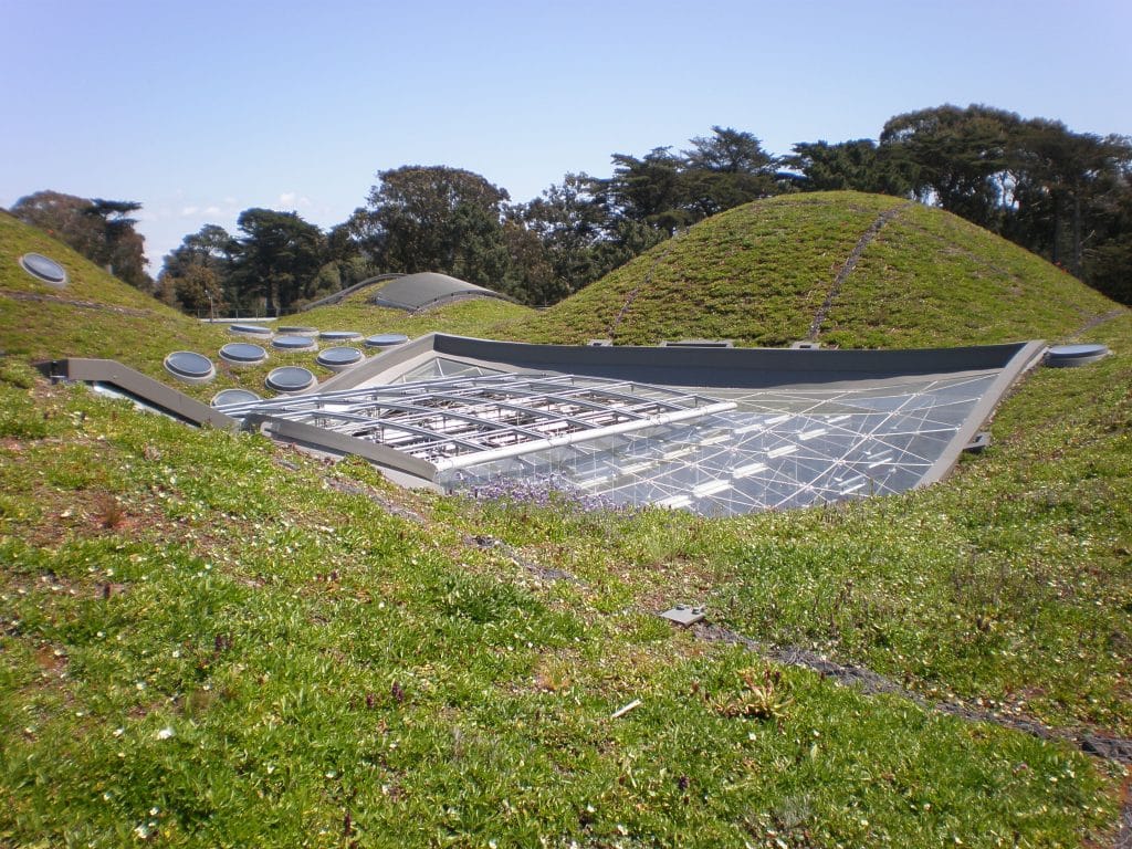 CA Academy of Sciences Living Roof 2