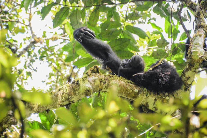 Scimpanze uganda