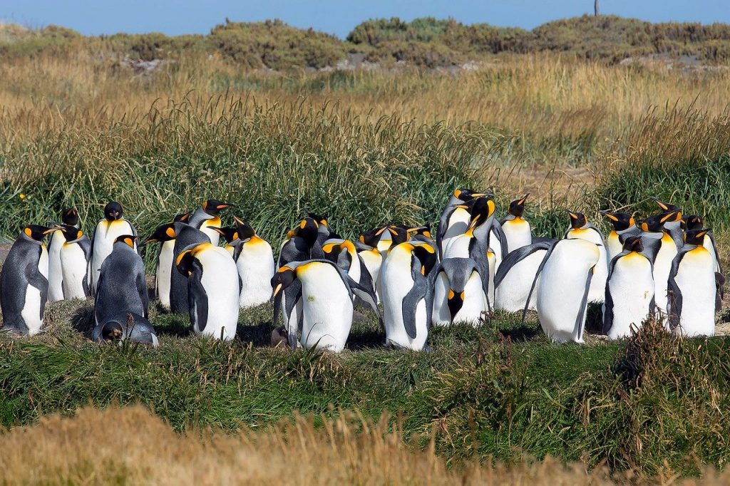 pinguino rey national park cile
