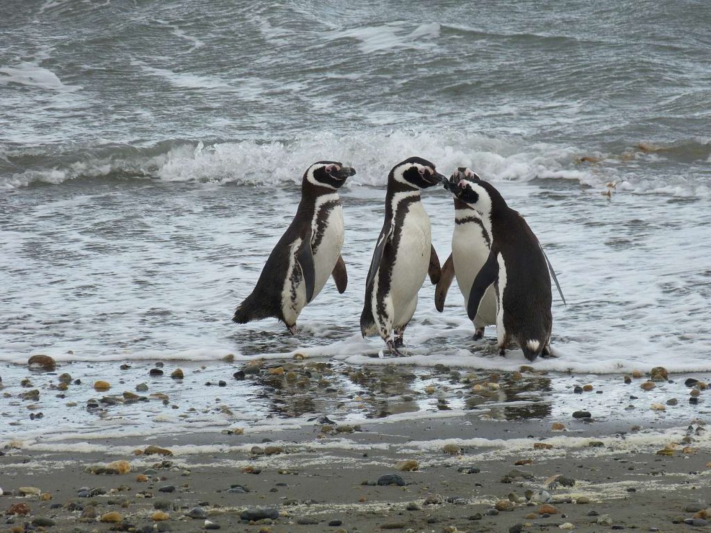 pinguini patagonia cilena