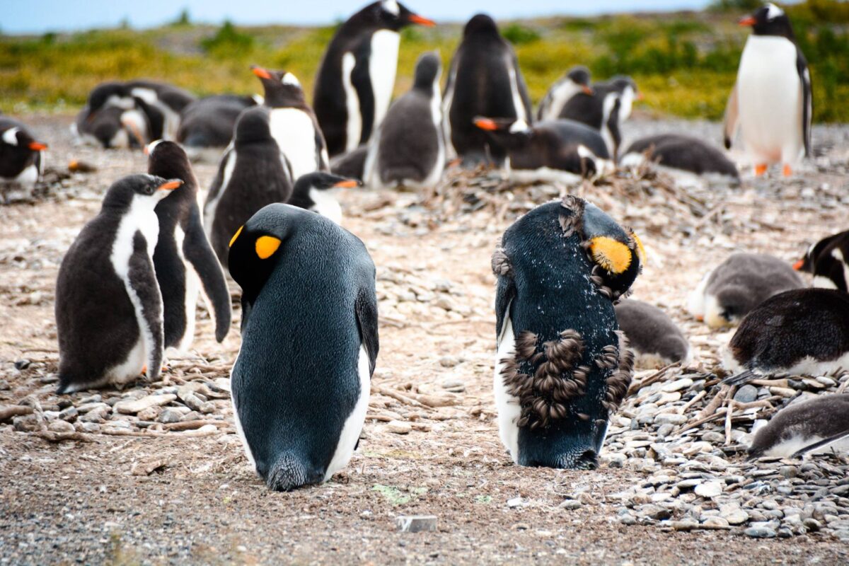 pinguini isla martillo