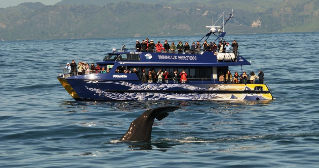 Crociera avvistamento Balene Nuova Zelanda