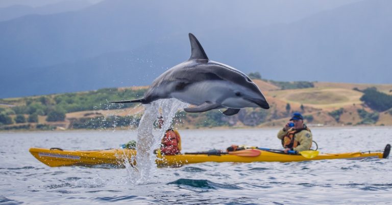 kayak con delfini