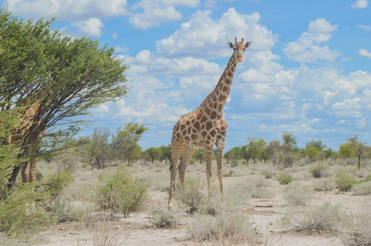 zabra nel parco Etosha