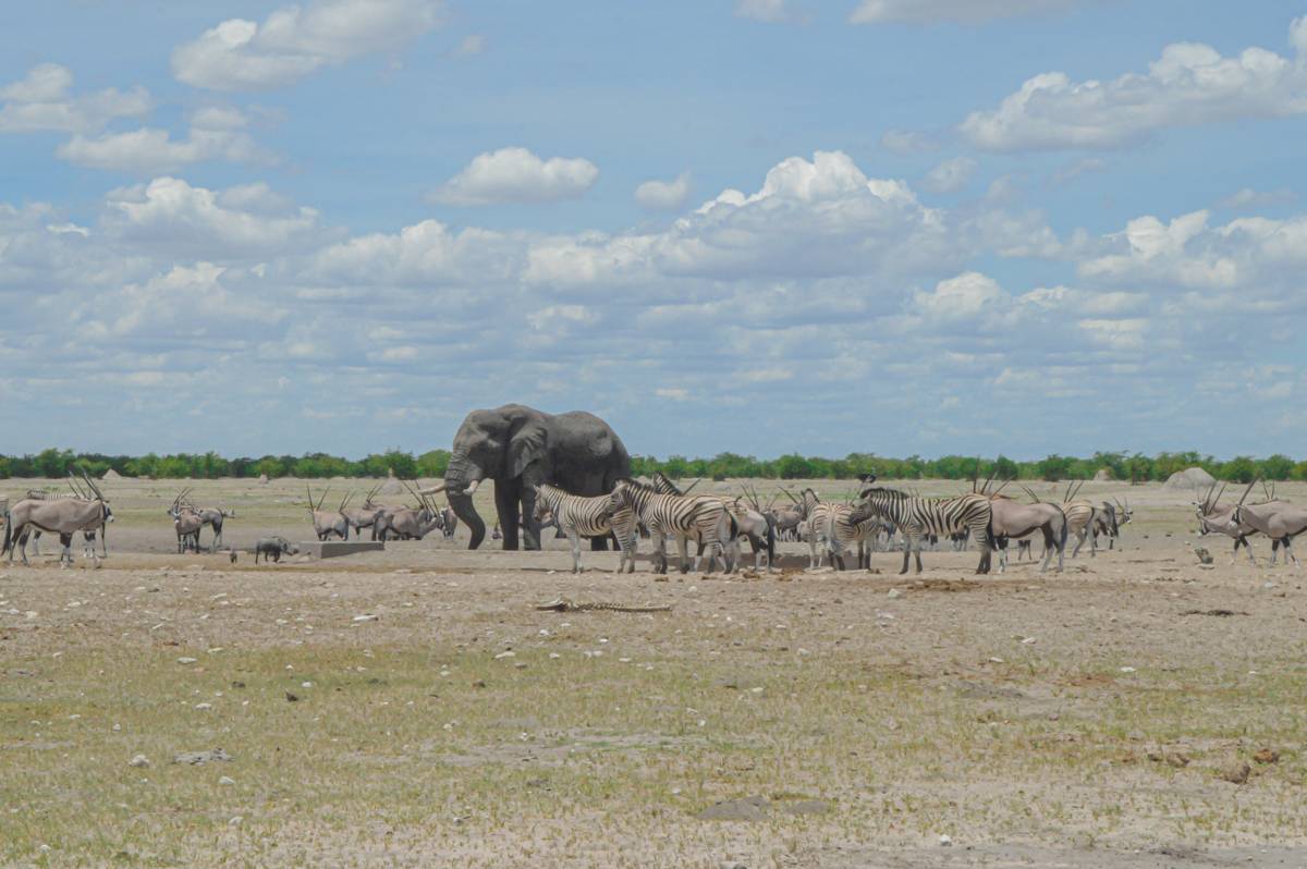 Elefante e zebre nel parco Etosha