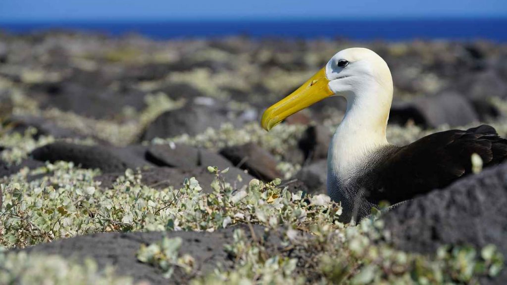 albatros Galapagos
