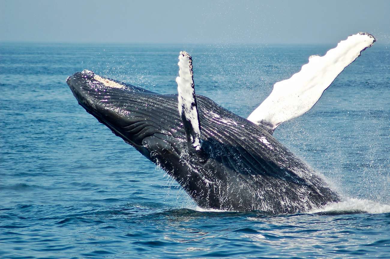 balena cile